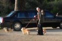 Queen Elizabeth's Corgis in Buckingham Palace