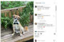 Robin Roberts' dog shared her marriage news (c) Instagram