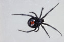 Scientists could have a treatment for black widow spider bites