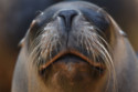 A sea lion was put back into the sea after being found eight miles from home