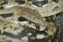 Six foot Boa Constrictor on the loose in Leeds has been found