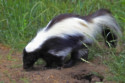 Skunk