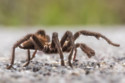 Tarantula