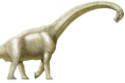 The remains of a dinosaur thought to be like a Brachiosaurus have been discovered