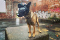 The 'robodog' headcam (c) Cumbria Constabulary/heliguy™