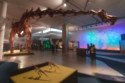 The world's largest dinosaur is to go on display in London