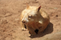 The world's oldest living wombat in captivity has been named as Wain, aged 33