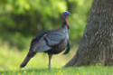 Turkeys are terrorising a city in Massachusetts