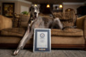 Zeus has been named as the world's tallest dog