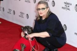 Carrie Fisher's dog to attend her memorial