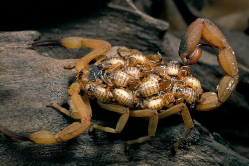 A deadly Brazilian yellow scorpion was found in a UK home