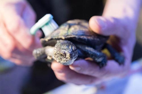 A wildlife rescue is urging women to send bra clasps to fix turtle shells