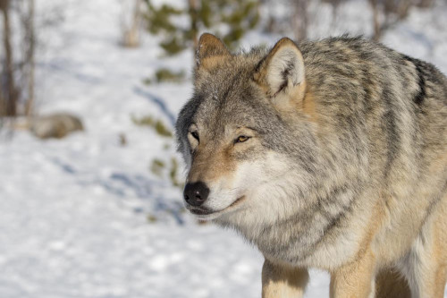 Wolves could make a return to the Scottish Highlands