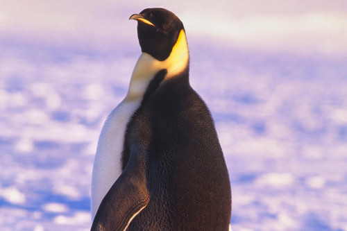 An emperor penguin swam from Antarctica to Australia