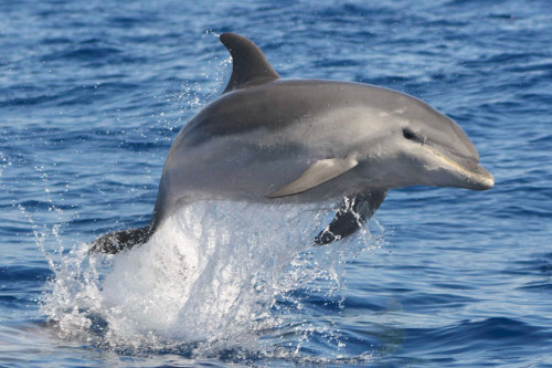 A 'sexually frustrated' dolphin is on the loose in Japan