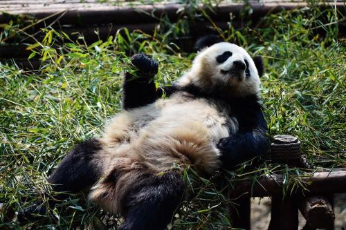 Panda Executes the Perfect Double Somersault