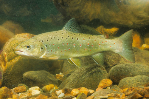Trout are getting addicted to drugs