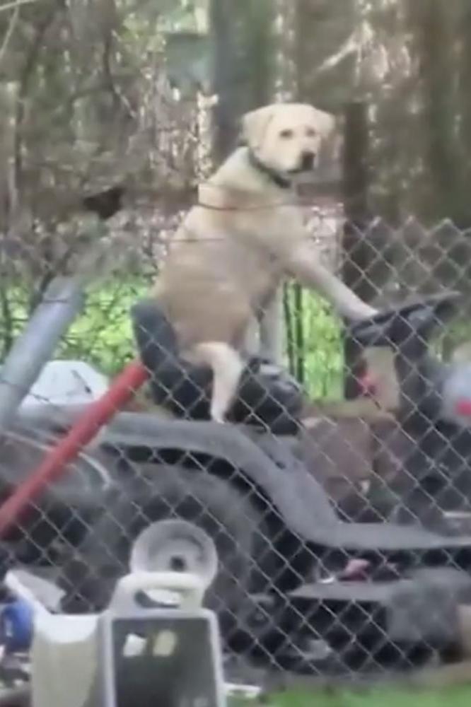 Dog driving lawn mower interrupts news broadcast