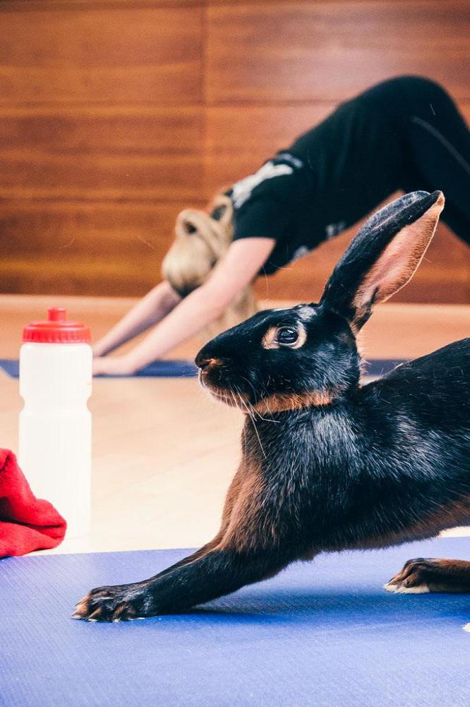 Gym bunnies inspire fitness at Virgin Active over Easter