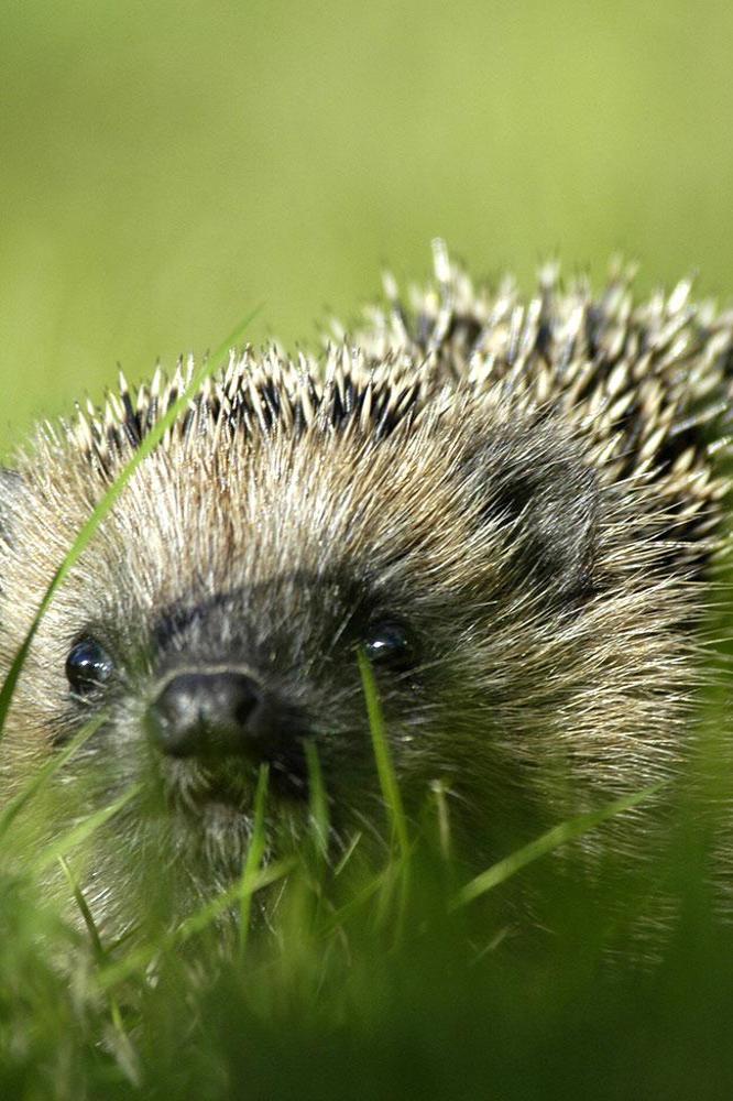 Hedgehog attack shocks rescue centre