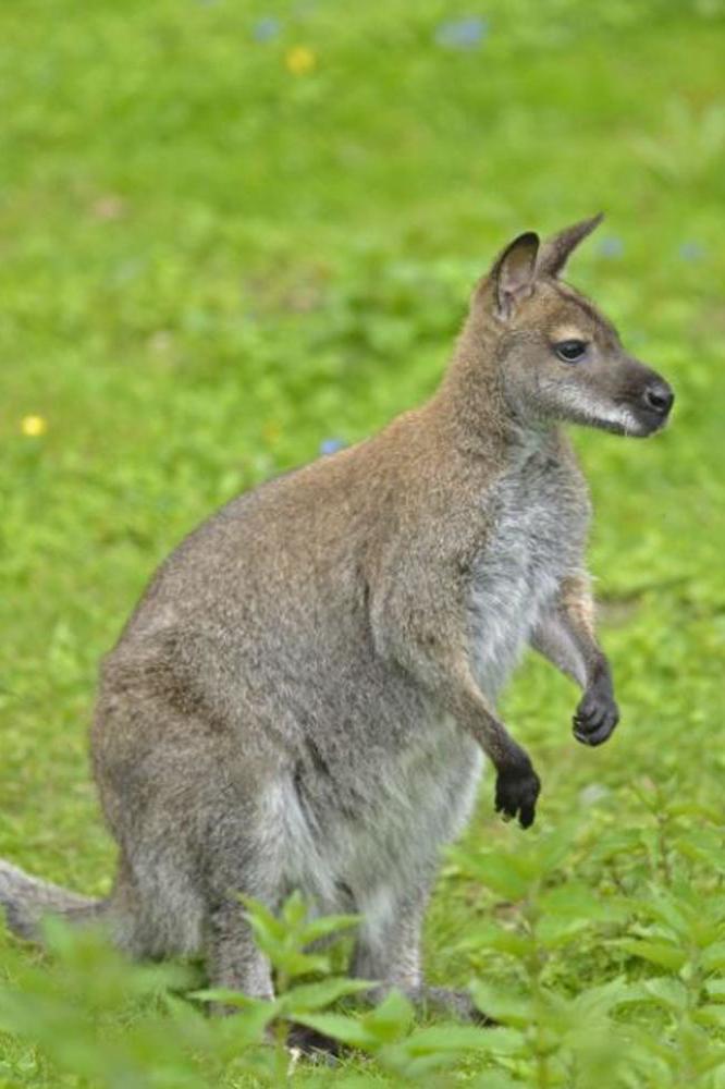 Kangaroo intrudes home