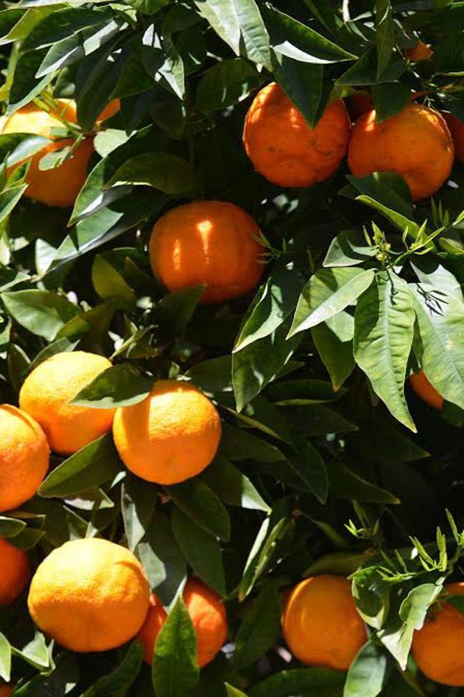 Thai tree bears fruit in female form