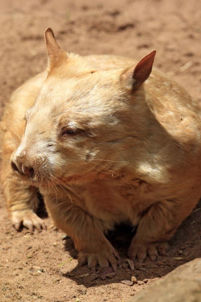 Wombat cuddler required