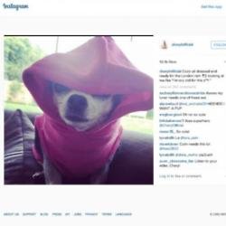 Cheryl's rain-proofed dog Coco (c) Instagram 