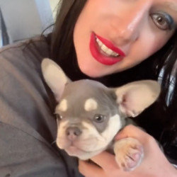 Lady Gaga has got a new pup three years after her dognapping horror