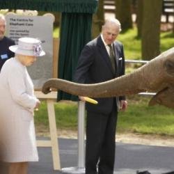 Queen Elizabeth and Prince Philip feed an elephant