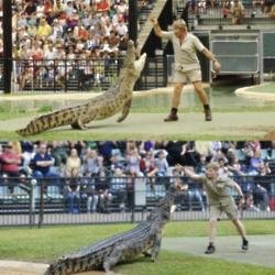 Robert and Steve Irwin feeding same crocodile (c) Twitter 