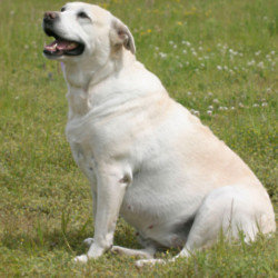 Some Labradors are always hungry due to a genetic mutation