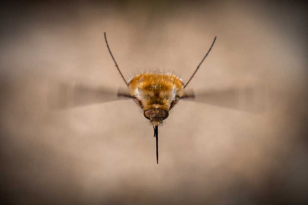 What weird insects are you spotting in the garden?