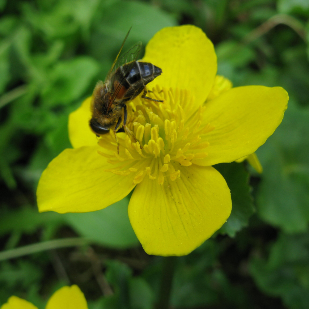 The hoverfly's larvae is a rat-tailed maggot (Andrew Halstead/RHS/PA)