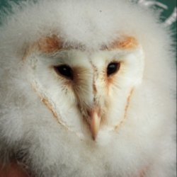 heligan-barn-owl