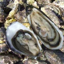 Impress Your Valentine With Oysters