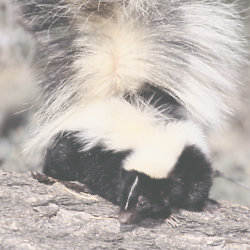 Woman shares home with 50 skunks