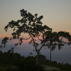 Stush in the Bush in Jamaica