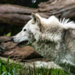 We find out what it means to dream about a wolf